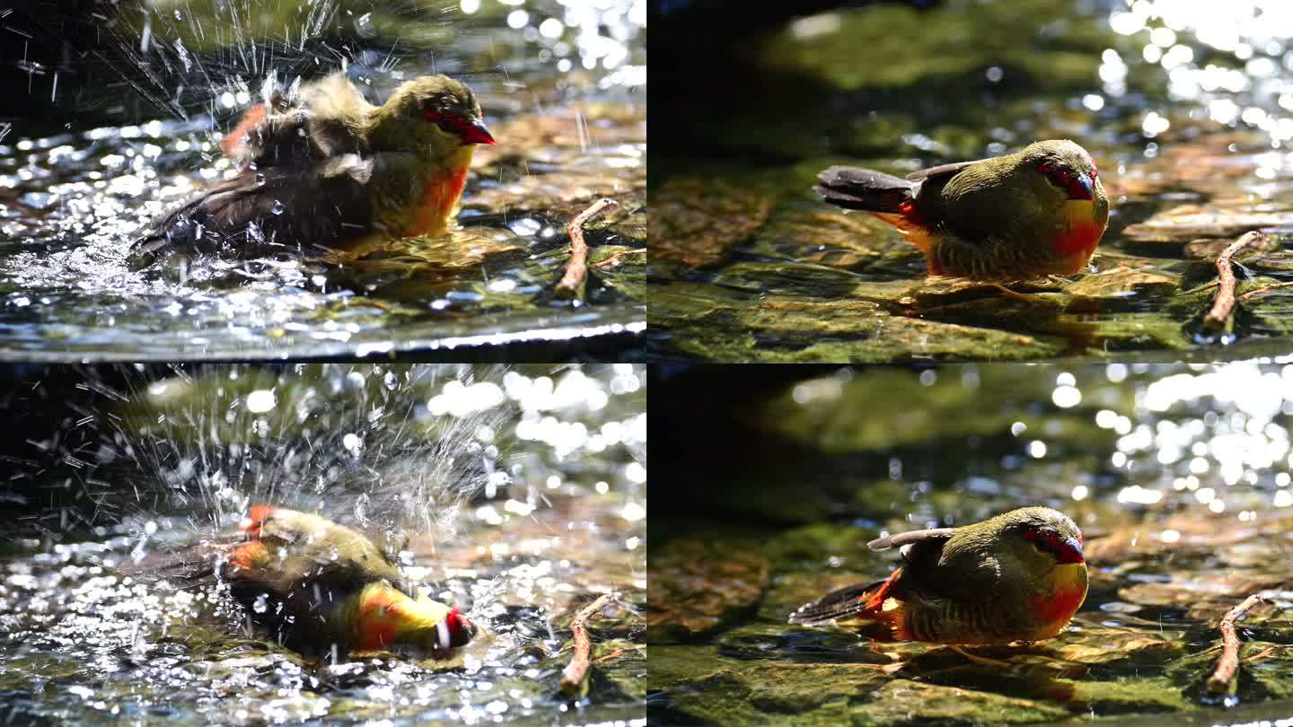 红翅薮鹛洗澡