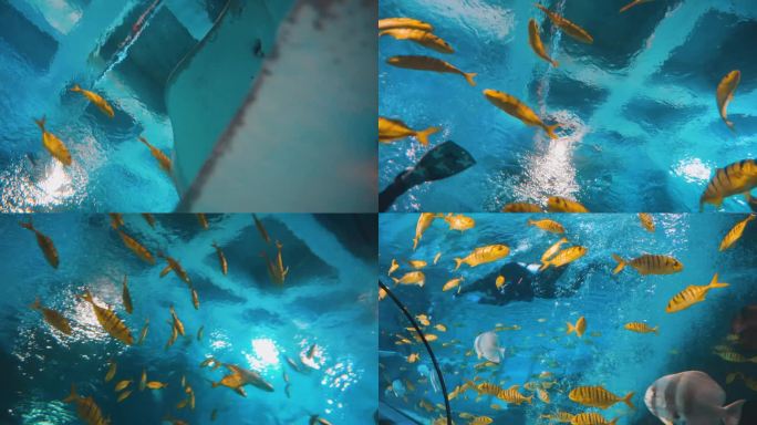 北京海洋馆水下潜水海洋生物互动唯美场景