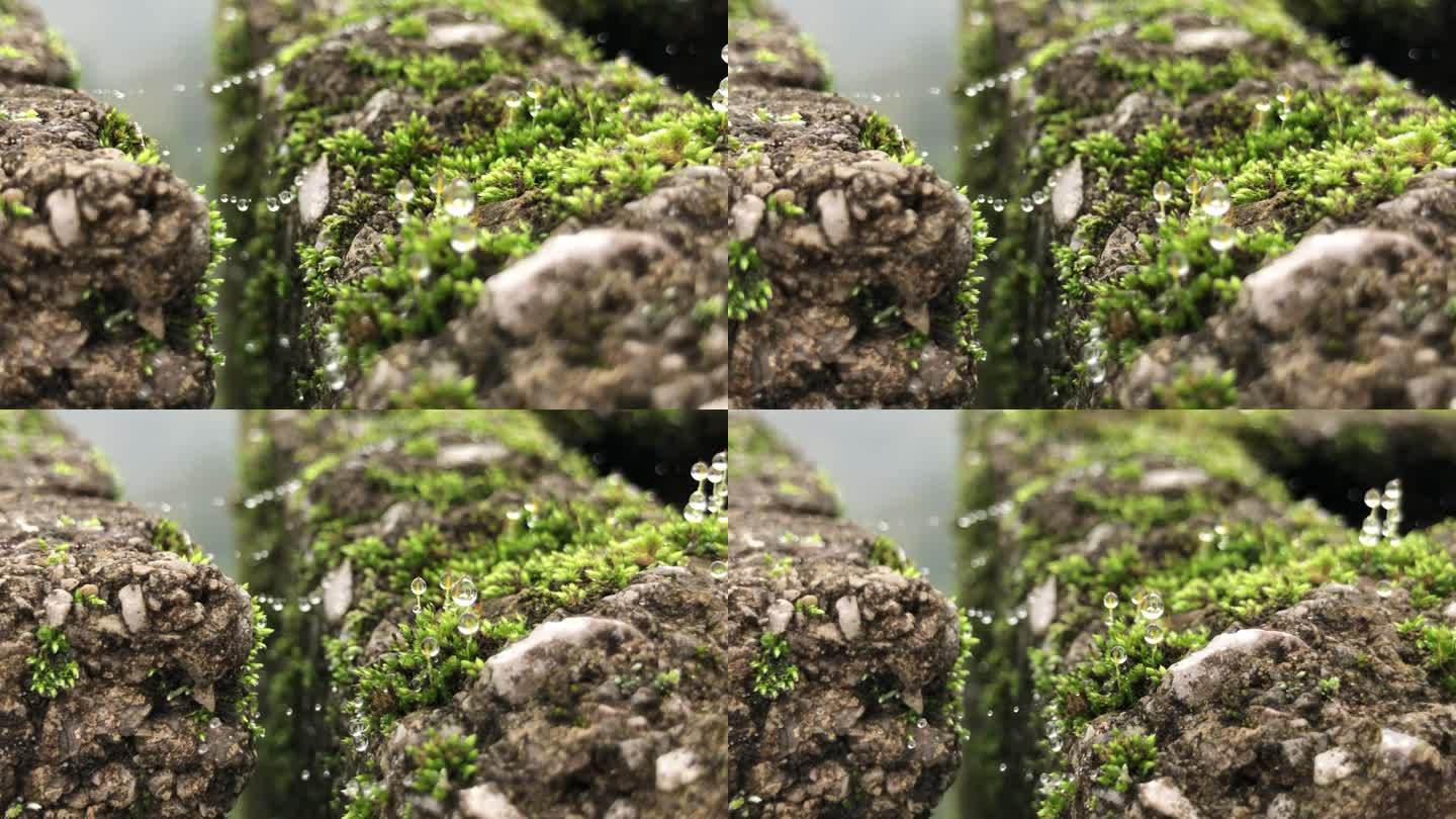 微距下的苔藓露珠