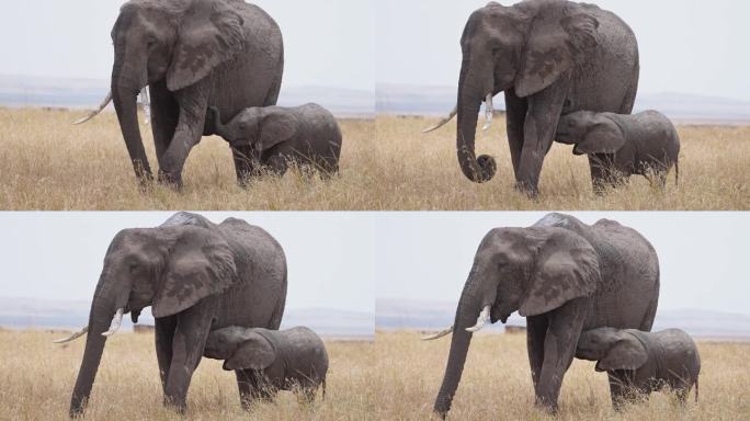 在马赛马拉的大草原上，大象宝宝喝着妈妈的奶