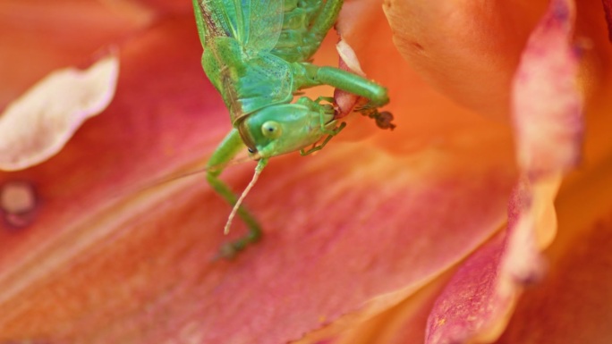 一个特写镜头，一只绿色的大蚱蜢正在吃一朵橙色的花。侧视图。