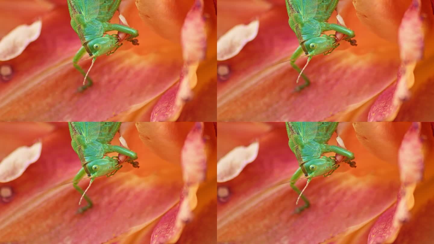 一个特写镜头，一只绿色的大蚱蜢正在吃一朵橙色的花。侧视图。