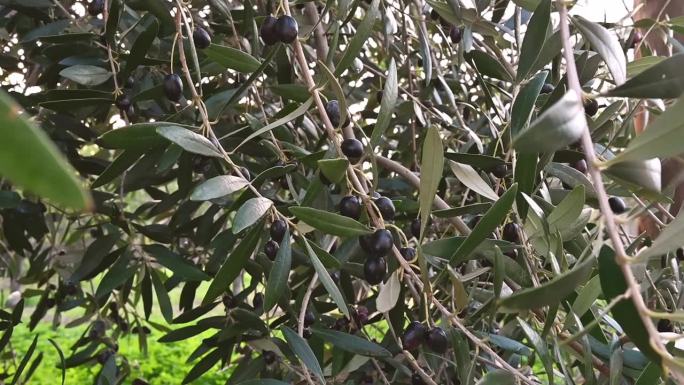 橄榄枝上的黑橄榄在慢镜头中摇曳。有选择性的重点。收成不好，收入低。自然概念生态系统。希俄斯岛希腊。慢