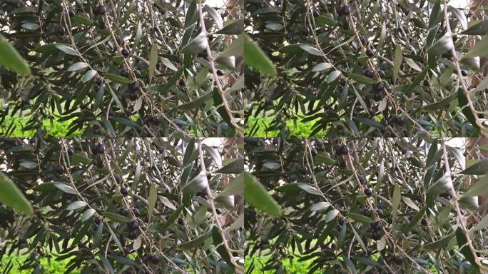 橄榄枝上的黑橄榄在慢镜头中摇曳。有选择性的重点。收成不好，收入低。自然概念生态系统。希俄斯岛希腊。慢