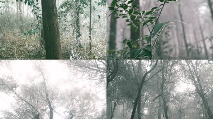 山林迷雾 丛林迷雾 山林 雾霭 雾霾 霜