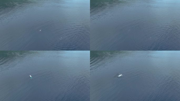 年轻的座头鲸在库克斯湾，莫雷亚，法属波利尼西亚的慢动作中突破。航空静态拍摄