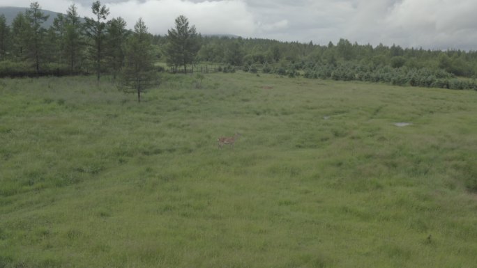 草原航拍 一只野生梅花鹿