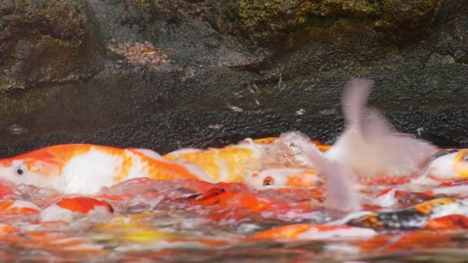 五彩斑斓的鲤鱼跃出水面，在池塘里呼吸。