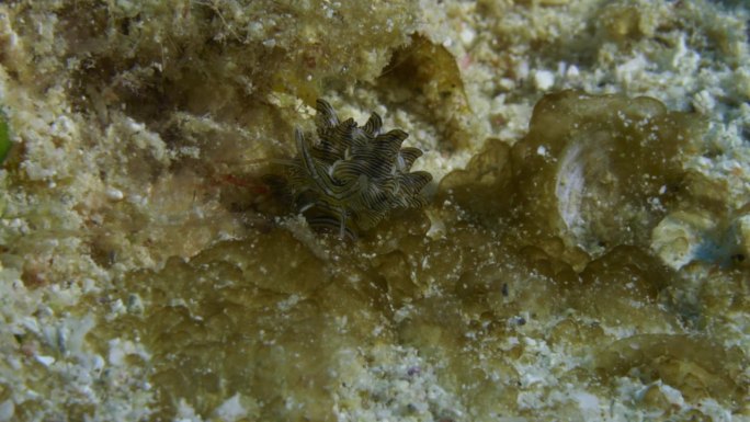 令人难以置信的超级微距拍摄的罕见和美丽的Cyerce nigricans吸液裸鳃扫描海底。