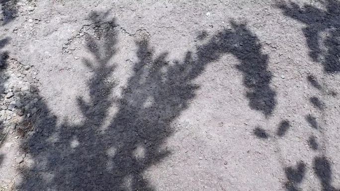 树叶和树枝在路上或地上移动的影子