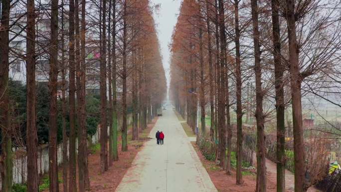 社区风景水杉红