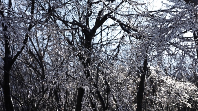 冰雪后的阳光