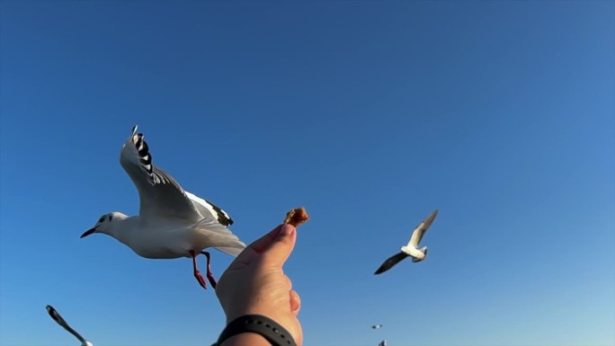 海鸥张开翅膀飞向人类手中的食物。
