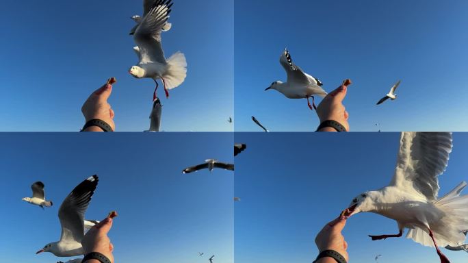 海鸥张开翅膀飞向人类手中的食物。