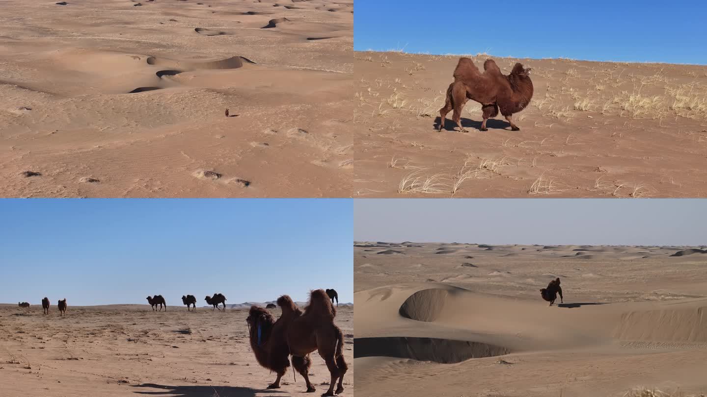 骆驼 公驼 骆驼发情 种公驼 沙漠 发威