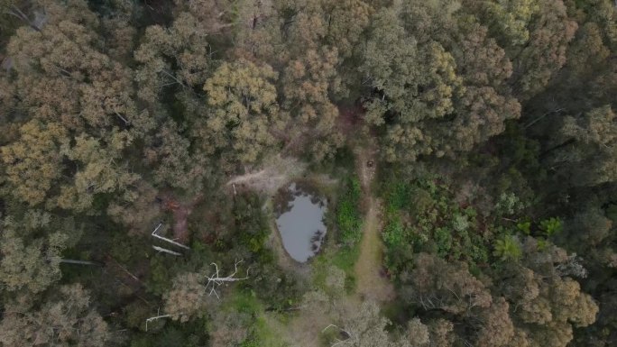 无人机在澳大利亚国家公园的绿色原生树木之间的大坝上飞行