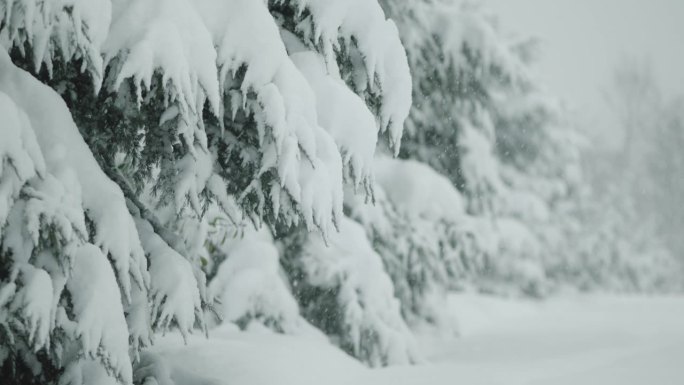 冬天下着大雪