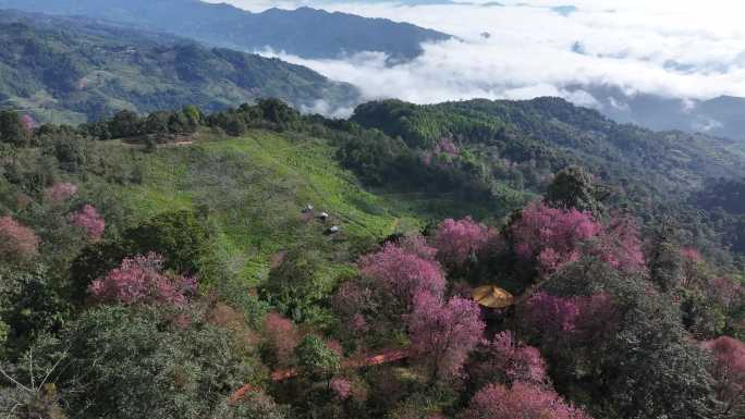 冬樱花绽放的云南冬季