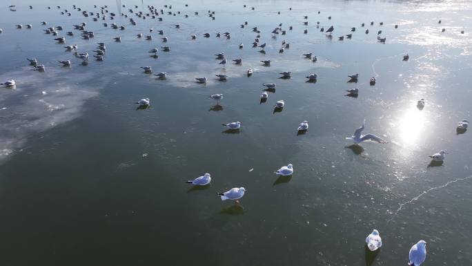4K原素材-天津海河冰面上的越冬候鸟