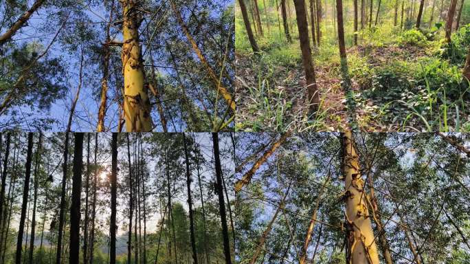 夕阳树林速丰桉树林植物生长环境树木次生林