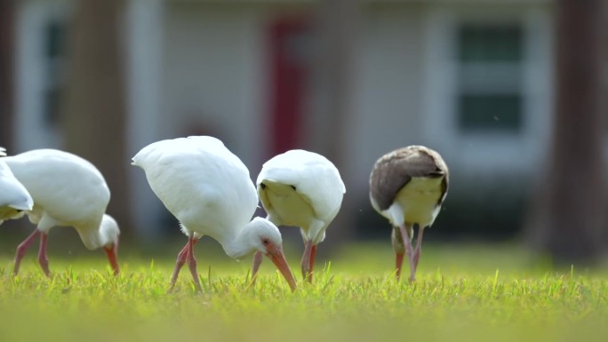 夏季，白鹮，又名大白鹭或苍鹭，在城市公园的草地上散步和觅食