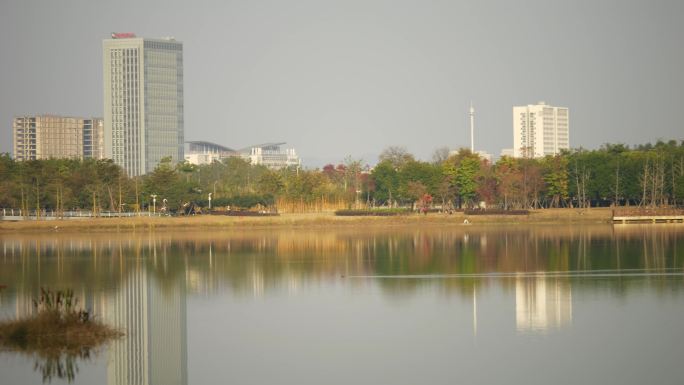 鸟类飞鸟生态城市建筑楼房湖泊倒影