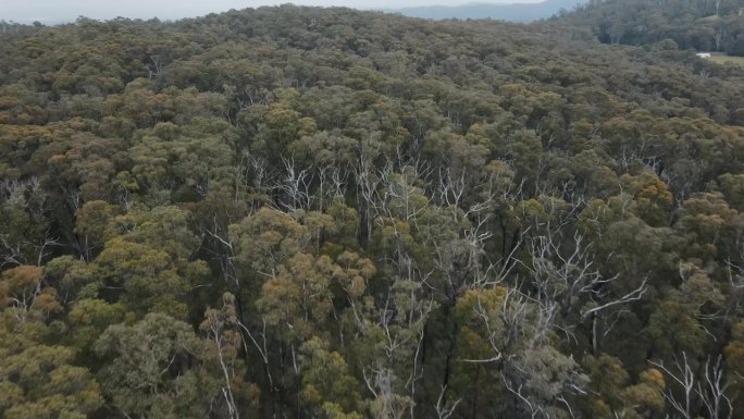 在澳大利亚的一个国家公园里，无人机在不同的原生树木和动物林上进行4K低空飞行