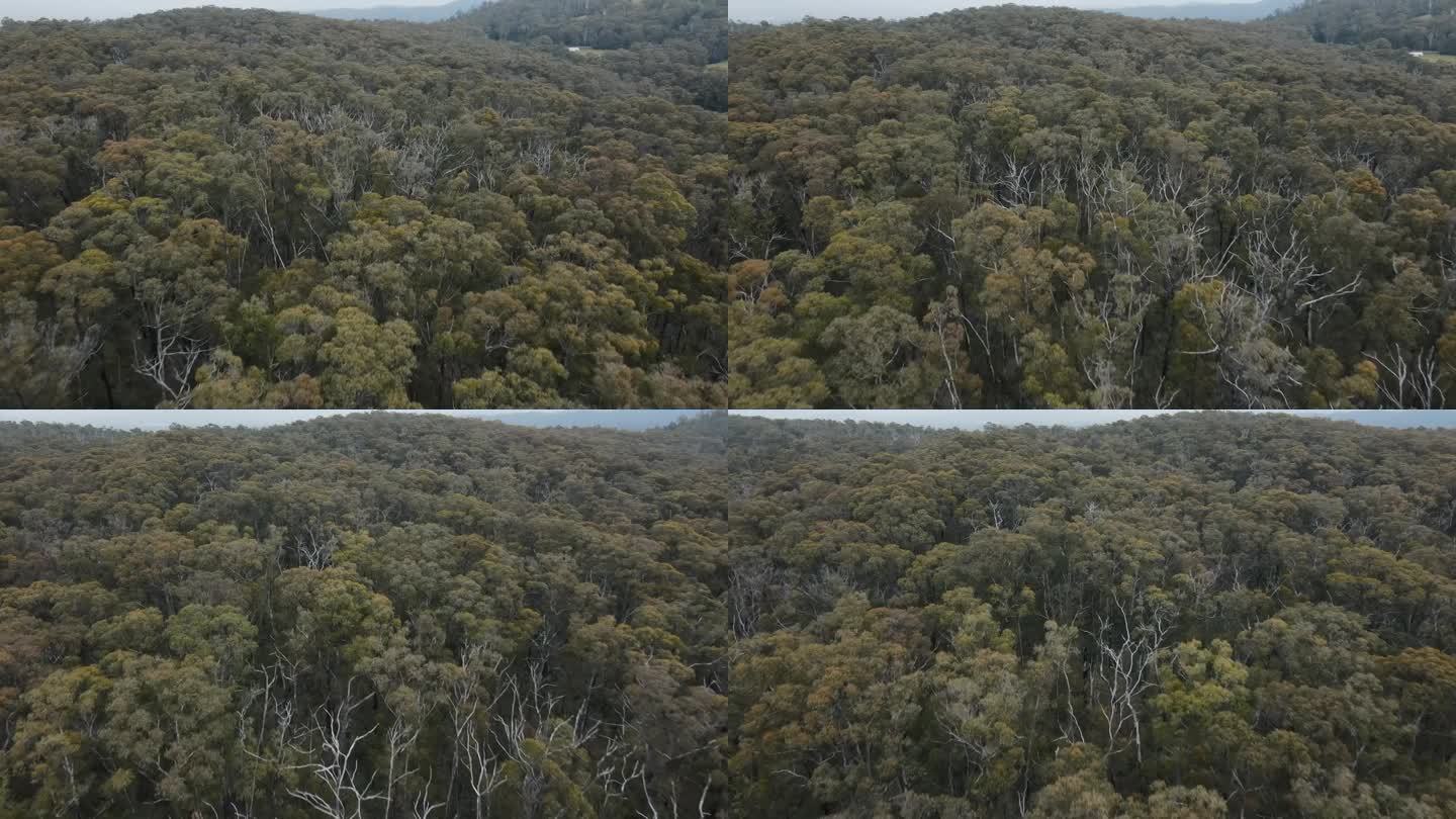 在澳大利亚的一个国家公园里，无人机在不同的原生树木和动物林上进行4K低空飞行
