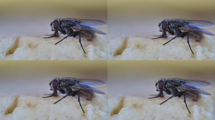 微距镜头的家蝇吃面包剩菜在桌子上