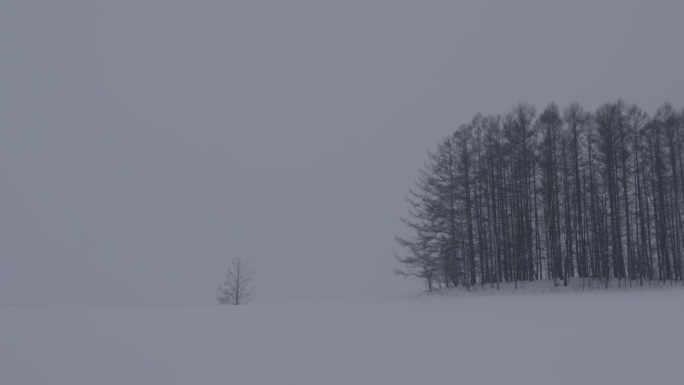 在日本北海道别市，落叶松被称为“温和七山”