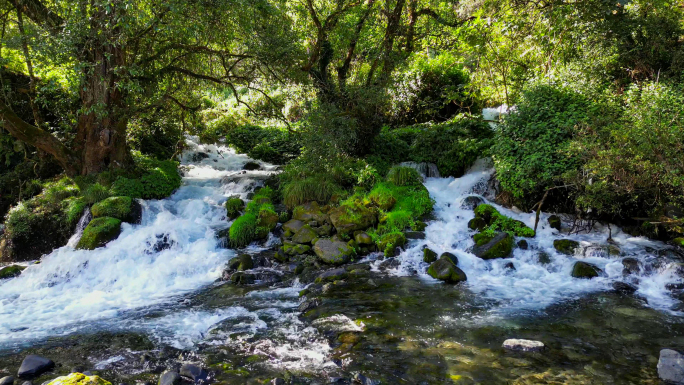 流淌的小河河流溪流小溪森林泉水