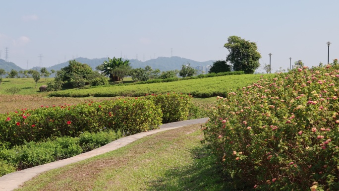 马缨丹、五色梅植物