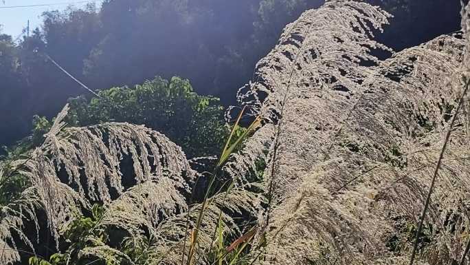 风吹芦苇荡阳光下的野草唯美意境蓝天芦苇