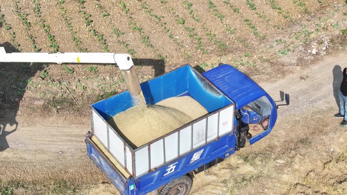 航拍农村田野收割小麦收割机运输