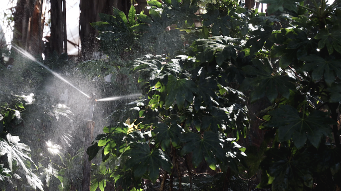 4k 城市园林灌溉 喷淋 洒水 绿化浇水