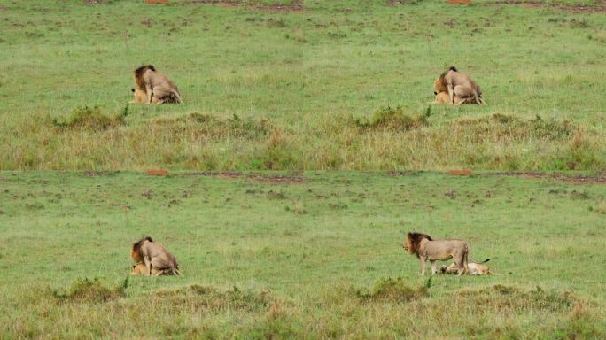 草原之王非洲狮子交配频密每次持续30秒