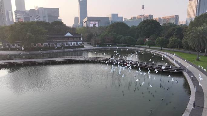 台州椒江市民广场白鸽航拍