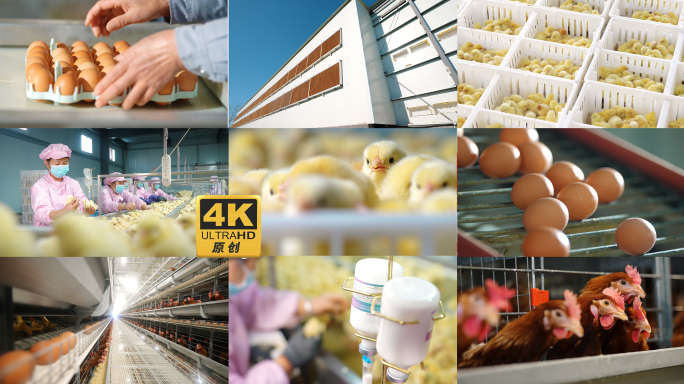 4k 肉鸡蛋鸡养殖场素材