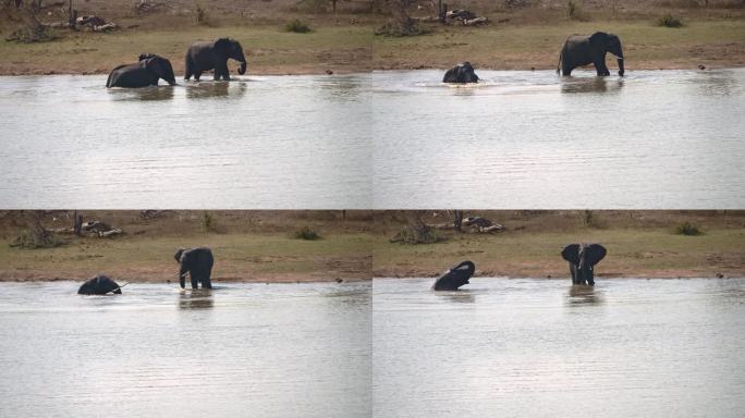 非洲象向后扑通一声跳入水中，然后把鼻子举向空中