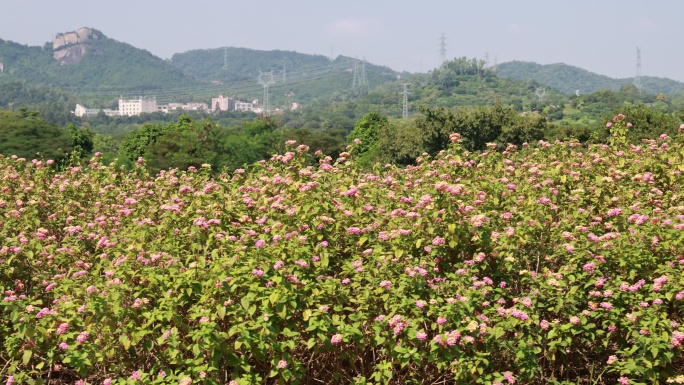 马缨丹、五色梅植物