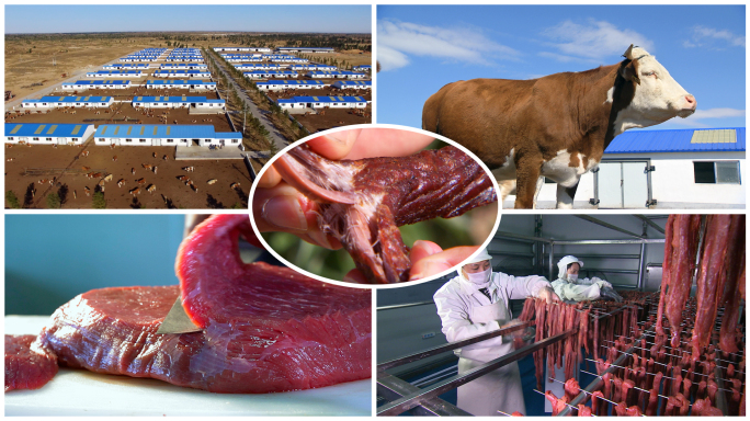 肉牛养殖  内蒙古牛肉干 加工晾晒过程