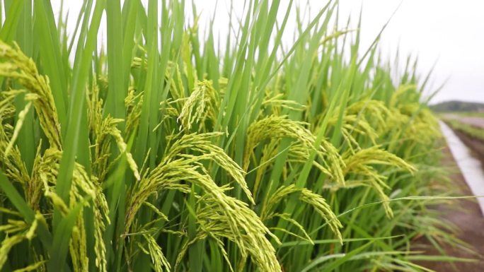 南方喀斯特地貌万亩水稻