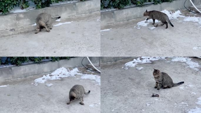 古老名猫 虎斑猫 狸猫 狸猫玩耍 01