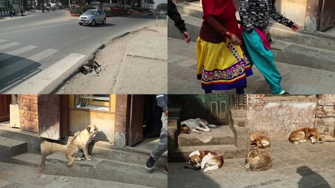 尼泊尔街头流浪狗