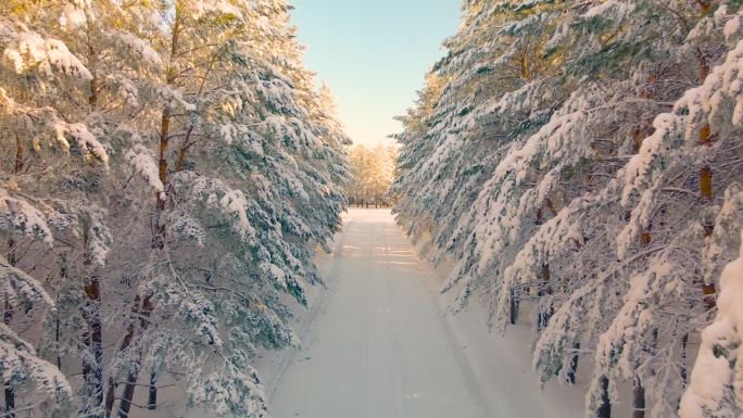 在下雪的寒冷的北极森林里，驾驶无人机穿过冰封的针叶树巷。冰冻的森林道路。在寒冷的冬天，树枝上结着晶莹