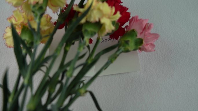 4K妇女节女生节康乃馨花卉花朵升格视频