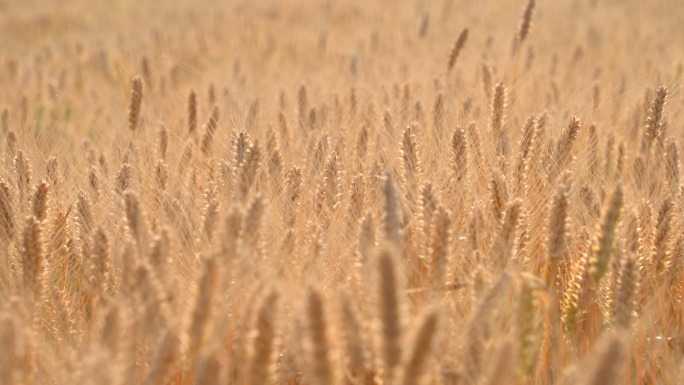 金色小麦成熟麦子