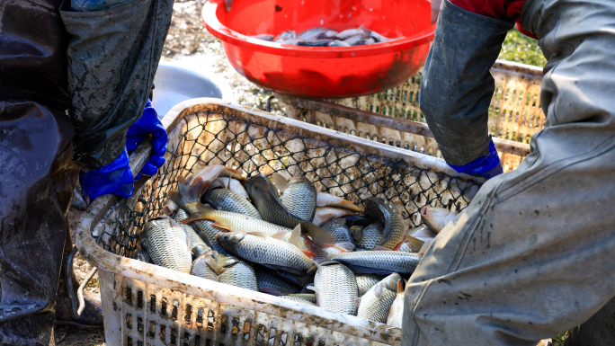 渔民卖鱼收获冬季鱼塘捕鱼打鱼荆州鱼糕