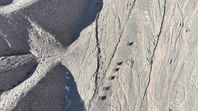 野骆驼 罗布泊 无人区