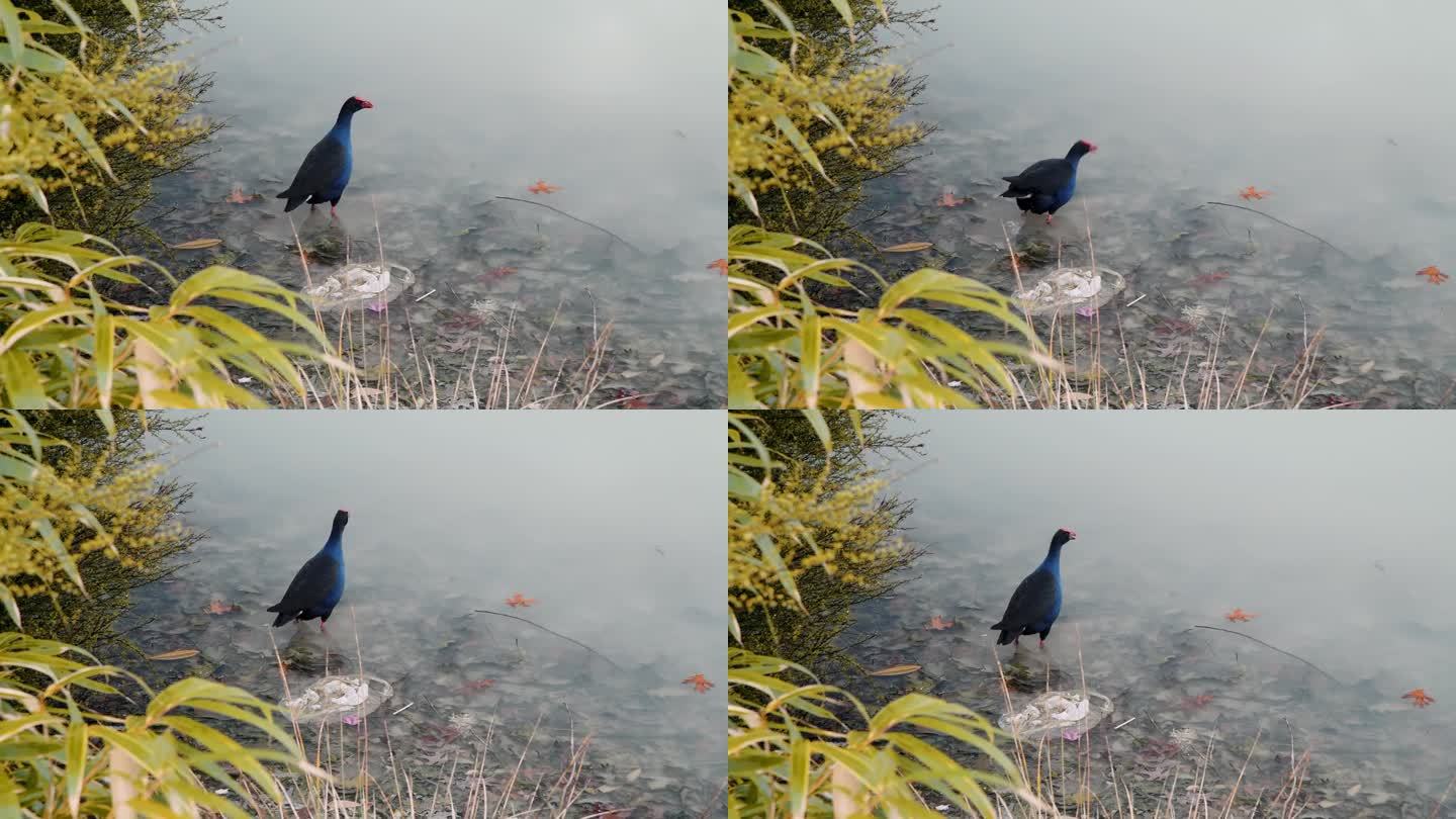 湖边的蓝鸟准备飞翔